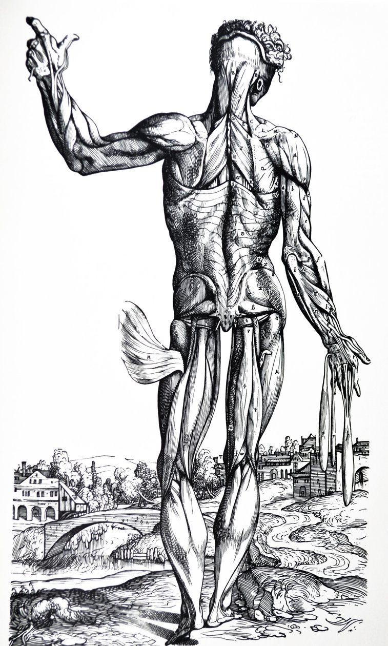 Las Placas del Segundo Libro de De Humani Corporis Fabrica de Andreas Vesalius