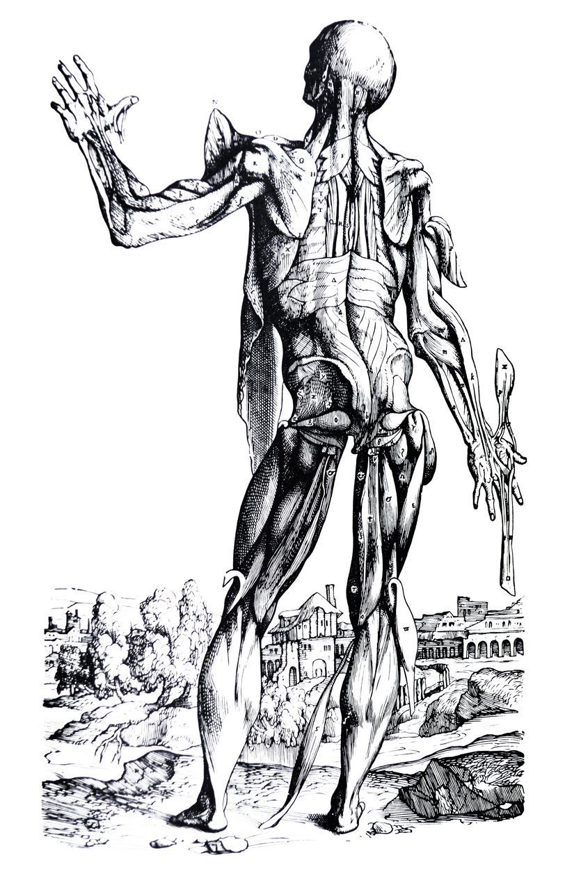 Las Placas del Segundo Libro de De Humani Corporis Fabrica de Andreas Vesalius
