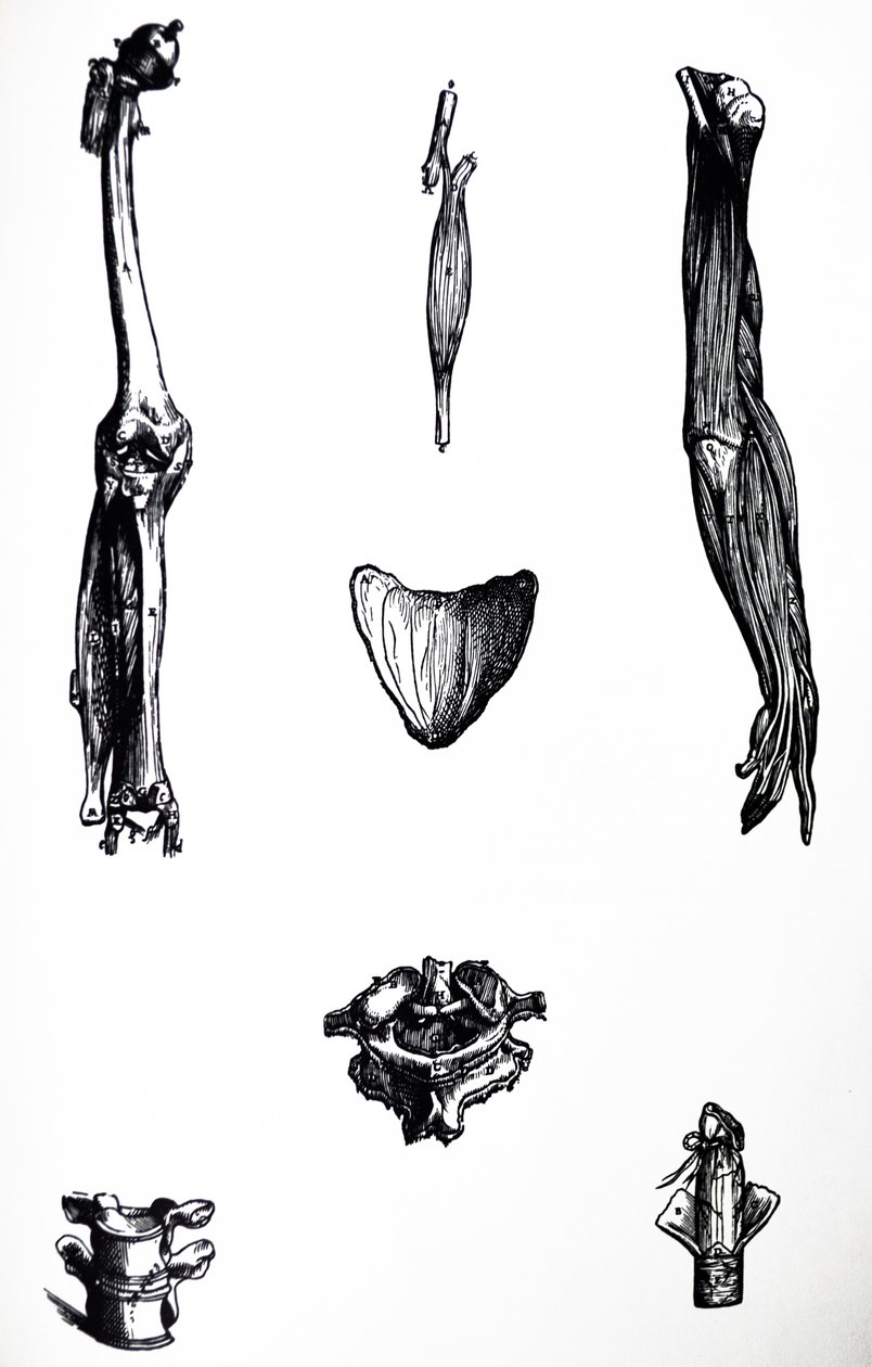 Las Placas del Segundo Libro de De Humani Corporis Fabrica de Andreas Vesalius