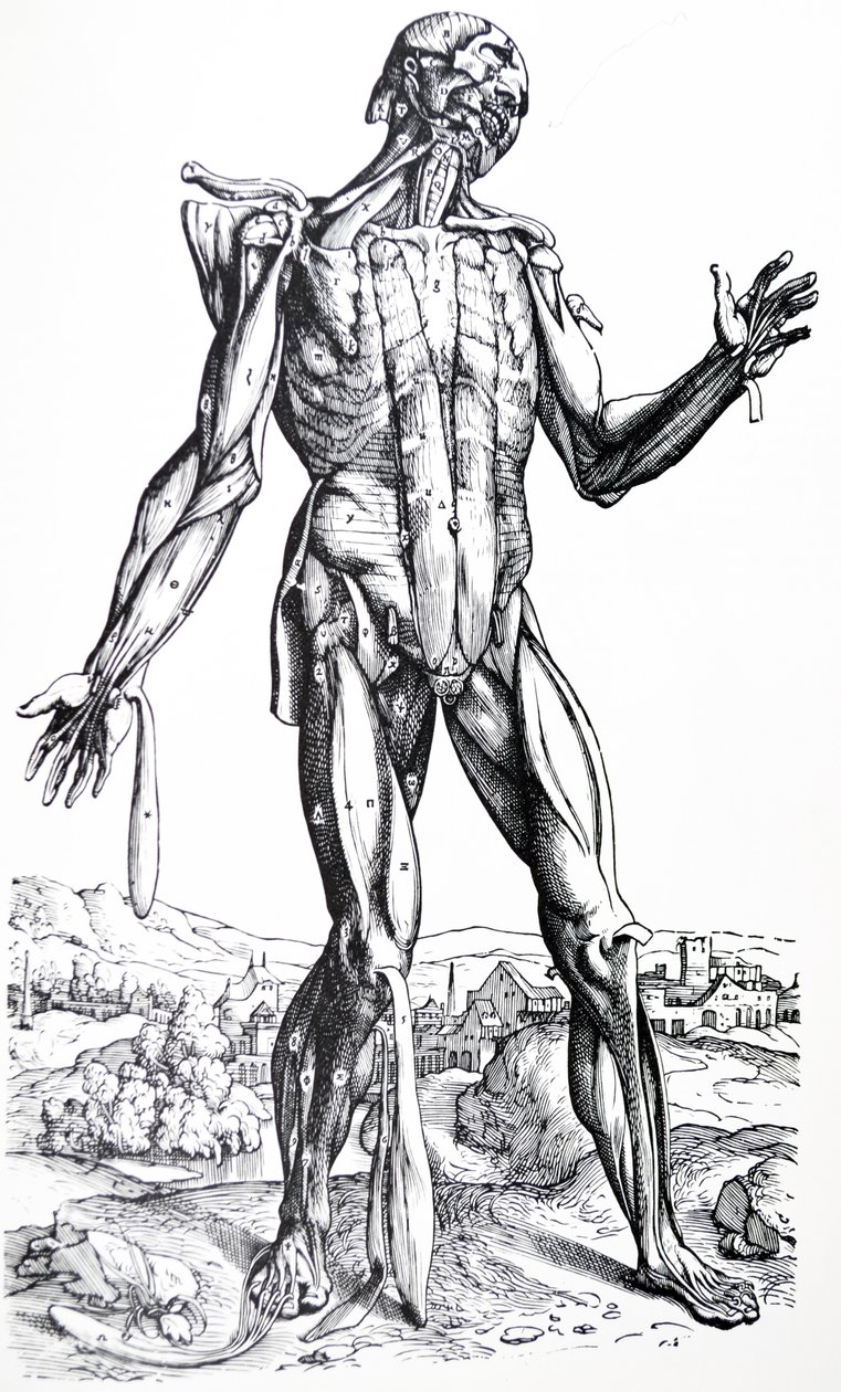 Las Placas del Segundo Libro de De Humani Corporis Fabrica de Andreas Vesalius