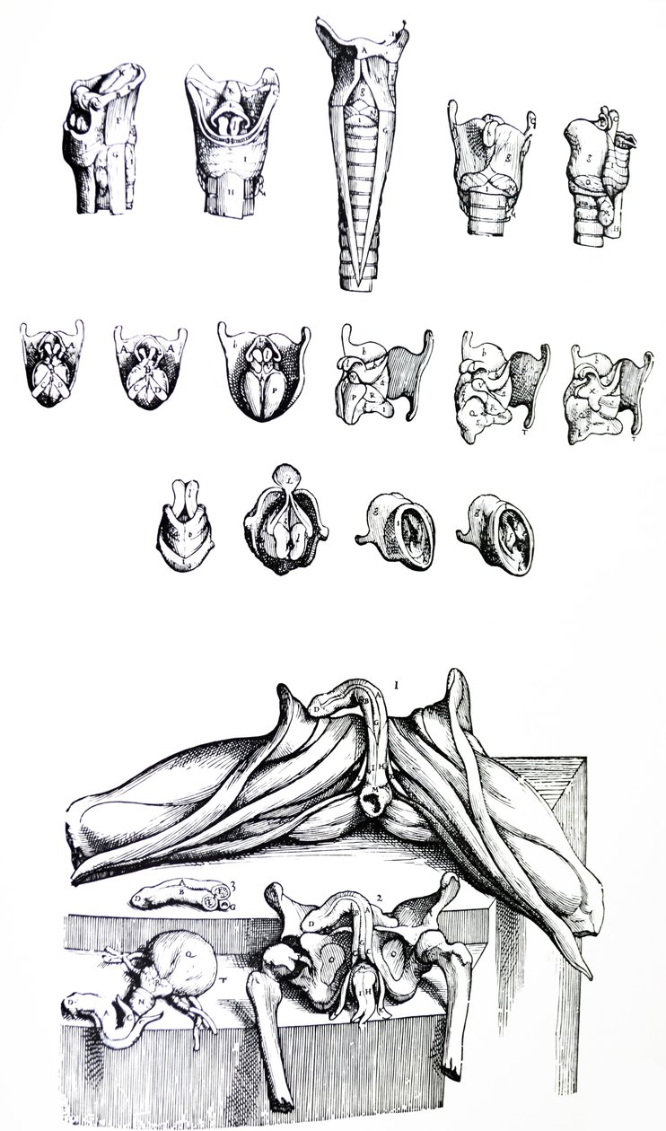 Las Placas del Segundo Libro de De Humani Corporis Fabrica de Andreas Vesalius