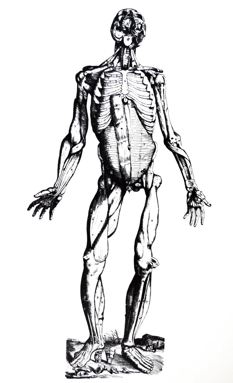 Las Placas del Séptimo Libro de De Humani Corporis Fabrica de Andreas Vesalius
