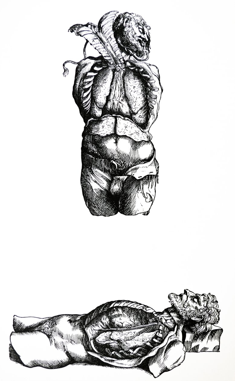 Las láminas del sexto libro de De Humani Corporis Fabrica de Andreas Vesalius