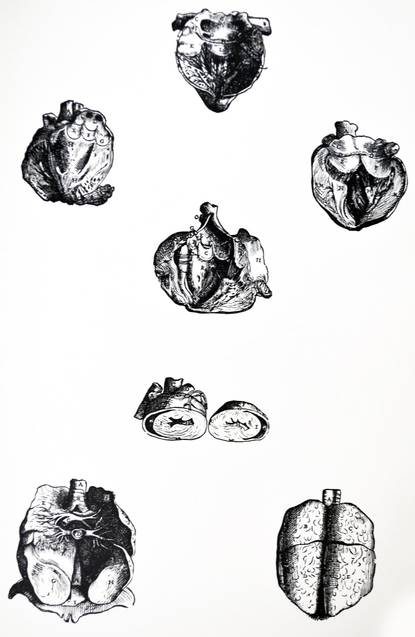 Las láminas del sexto libro de De Humani Corporis Fabrica de Andreas Vesalius