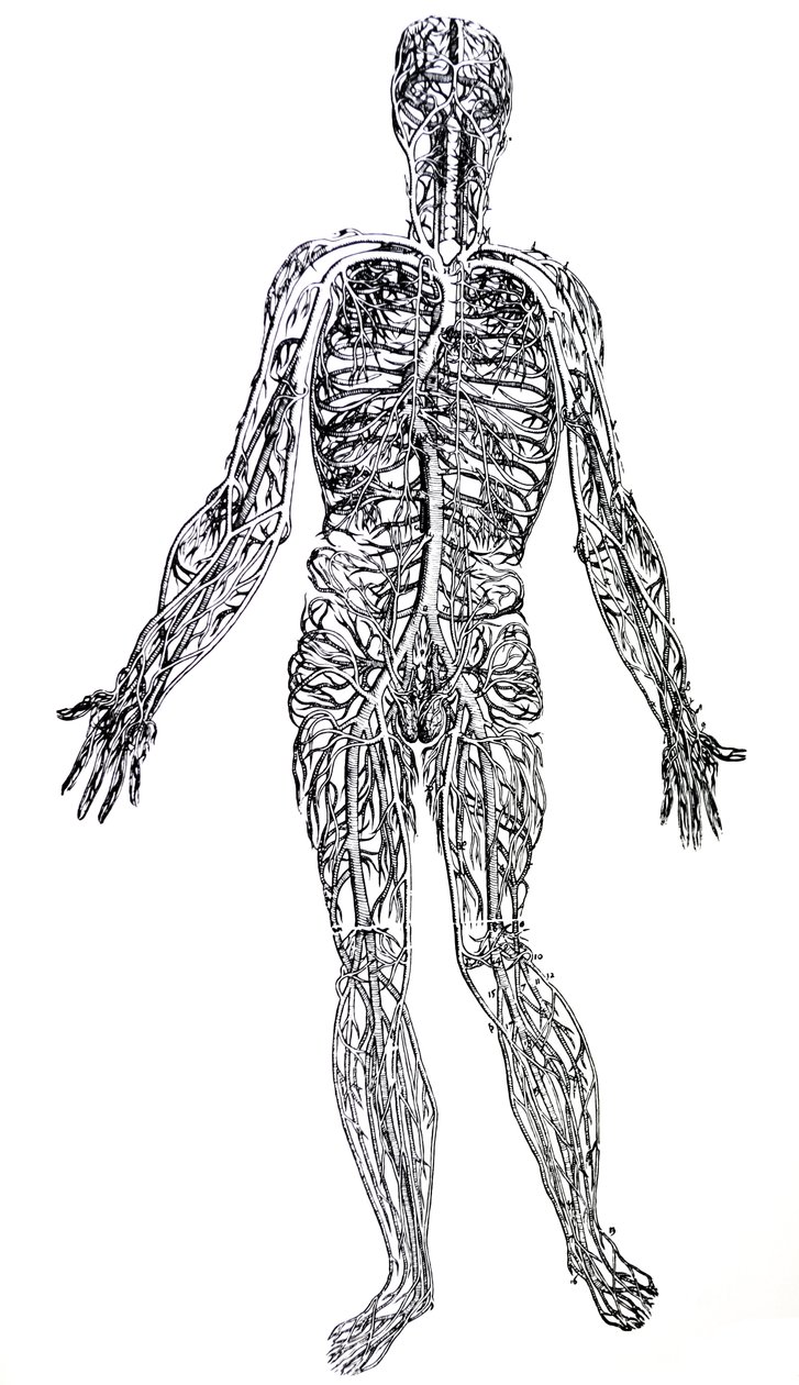 Las láminas del tercer libro de De Humani Corporis Fabrica de Andreas Vesalius