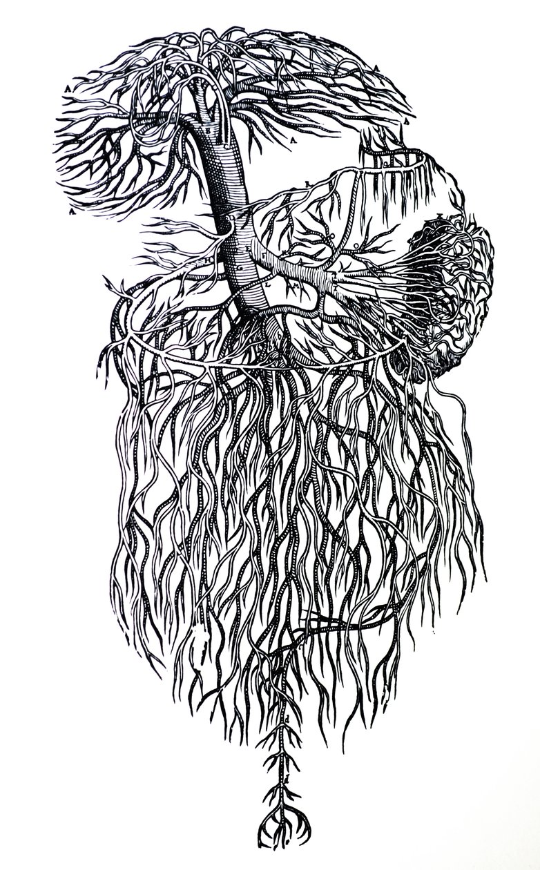 Las placas del tercer libro de De Humani Corporis Fabrica de Andreas Vesalius