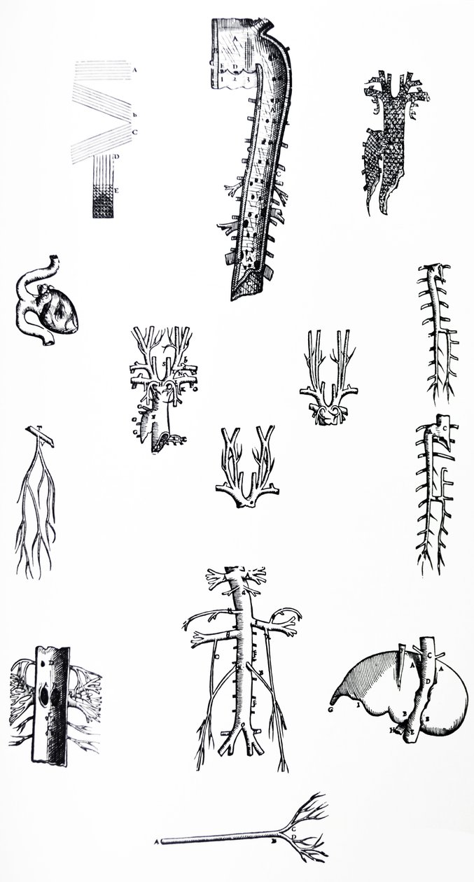 Las placas del tercer libro de De Humani Corporis Fabrica de Andreas Vesalius