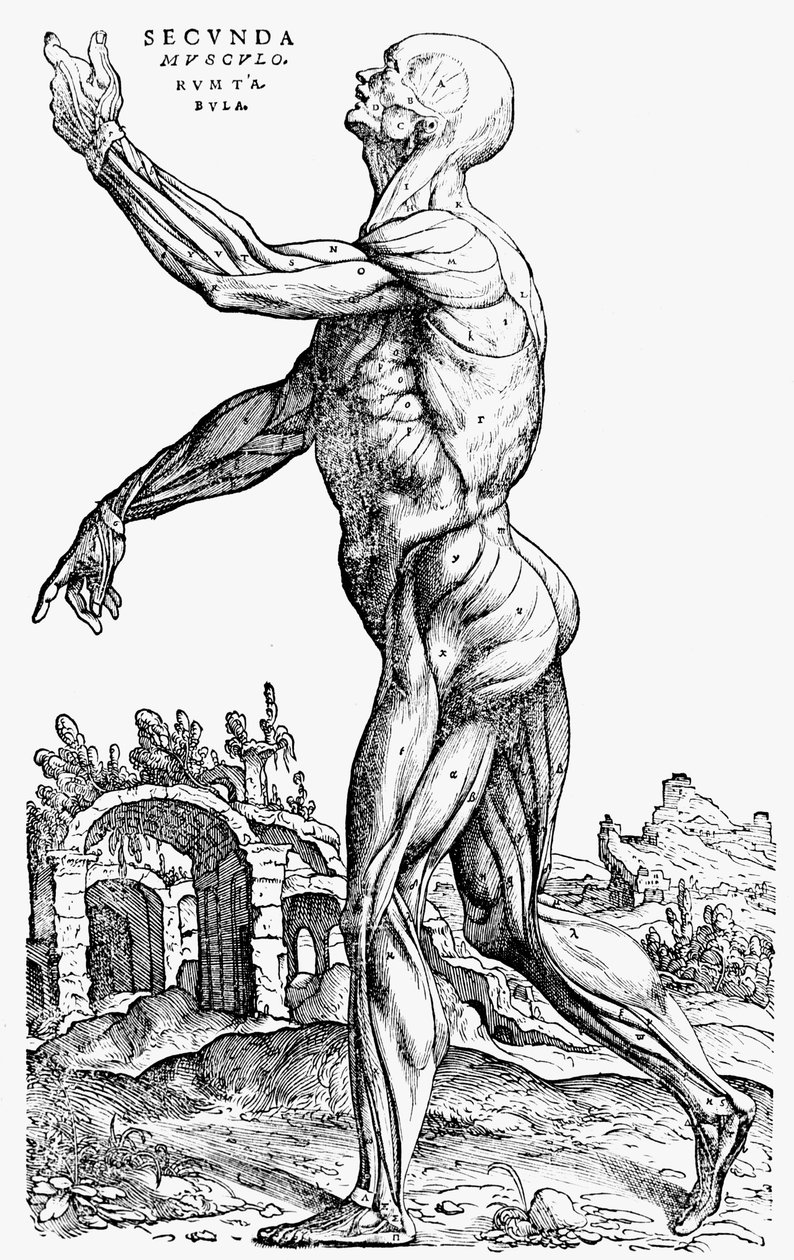 La segunda lámina de los músculos, del Libro II de De humani corporis fabrica de Andreas Vesalius