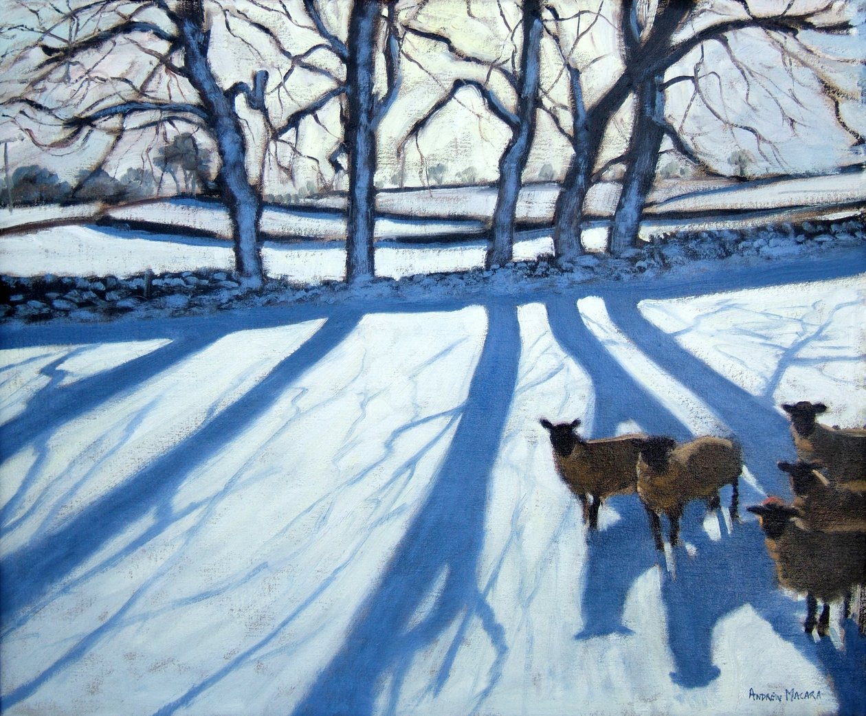 Ovejas en la nieve, Derbyshire de Andrew Macara