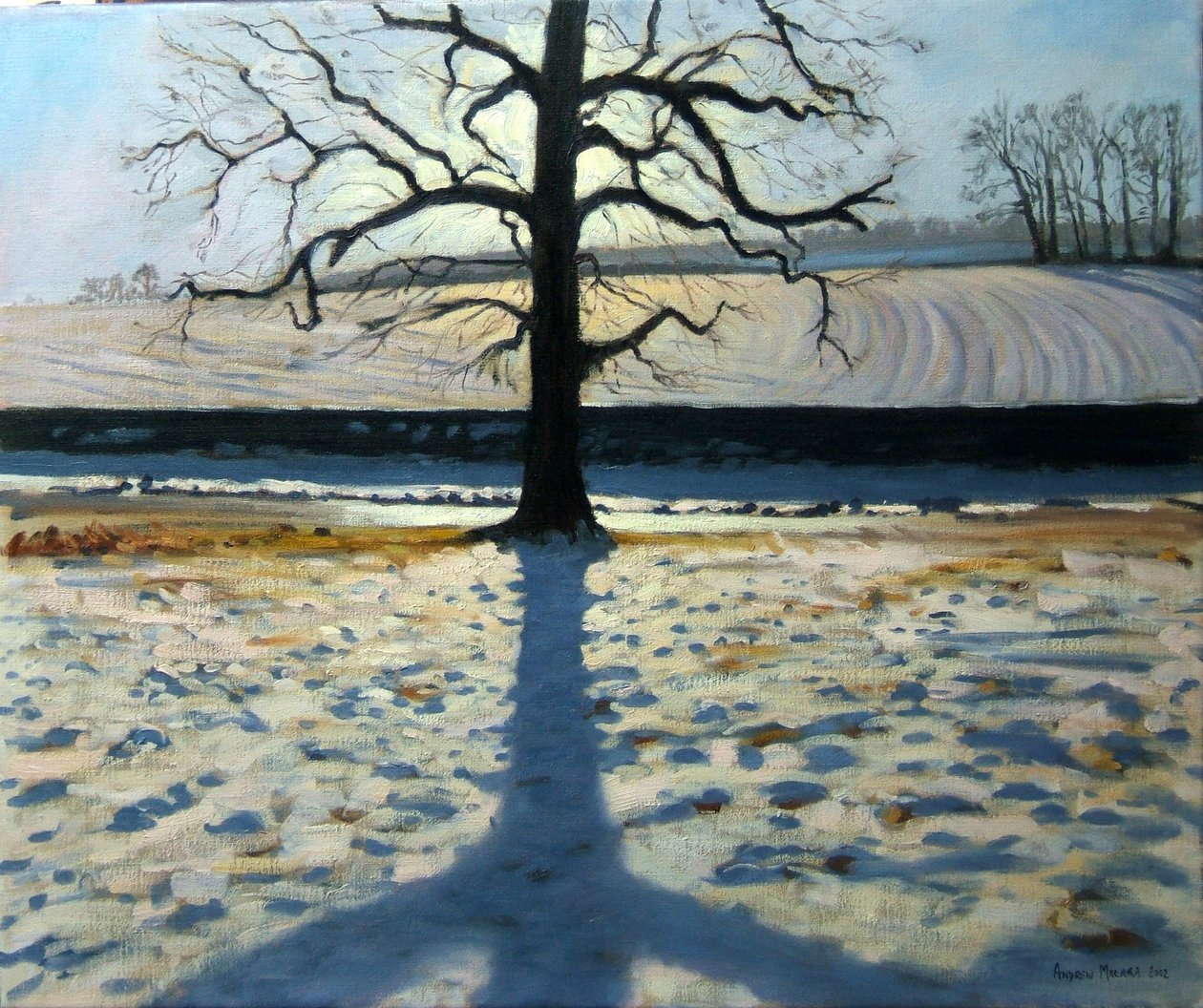 Árbol y sombra, Calke Abbey, Derbyshire de Andrew Macara