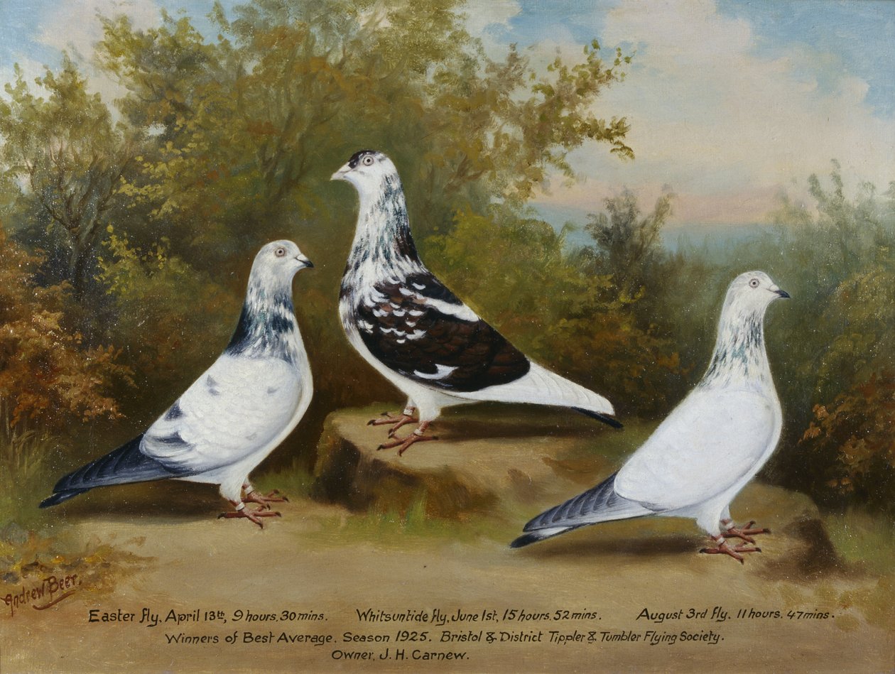 Palomas premiadas Tippler y Tumbler de Jack Carnew, Bristol Club de Andrew Beer