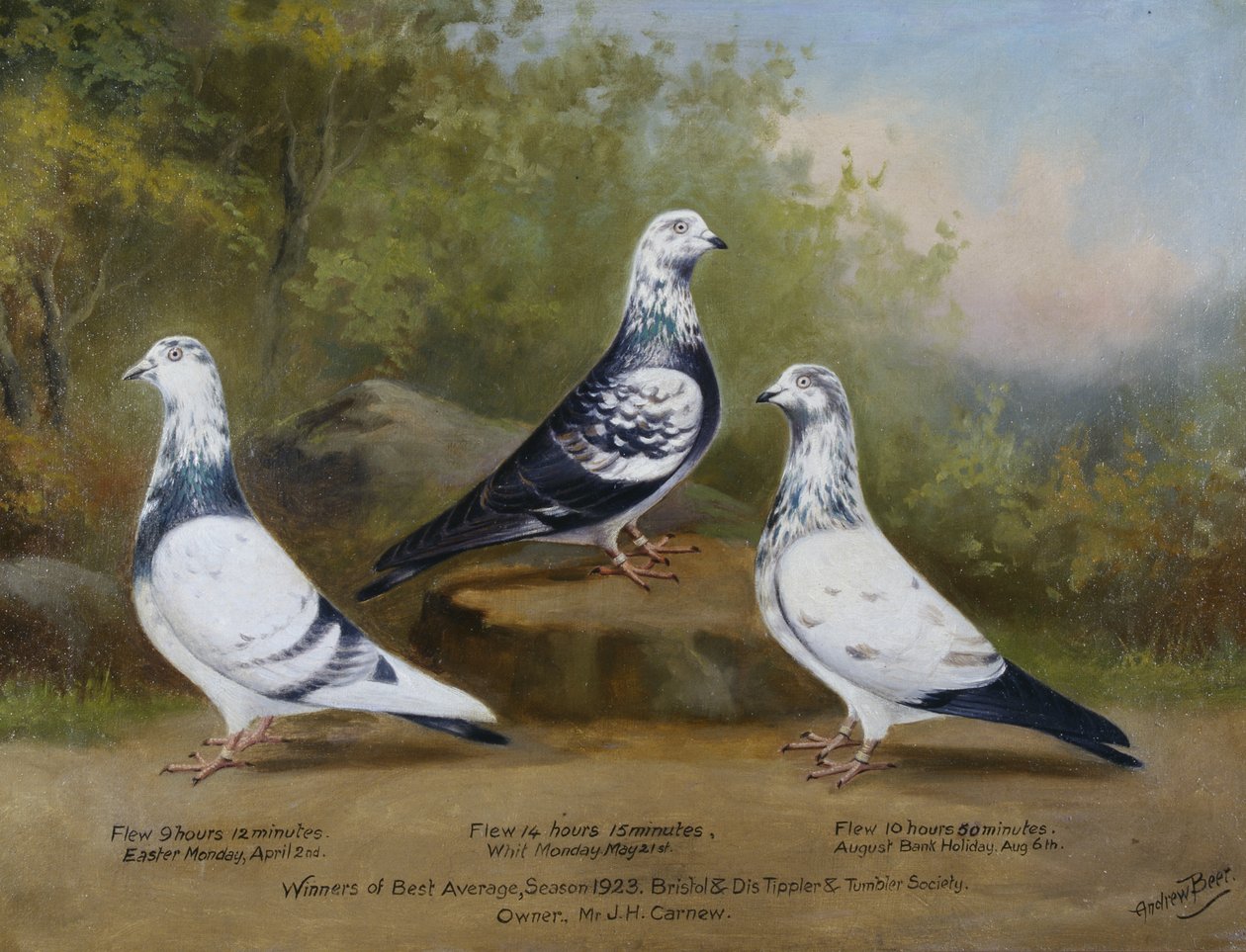 Palomas premiadas Tippler y Tumbler de Jack Carnew, Bristol Club de Andrew Beer