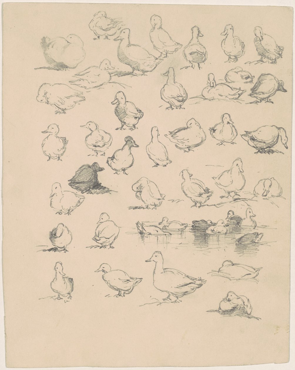 Patos de Andrew Fisher Bunner