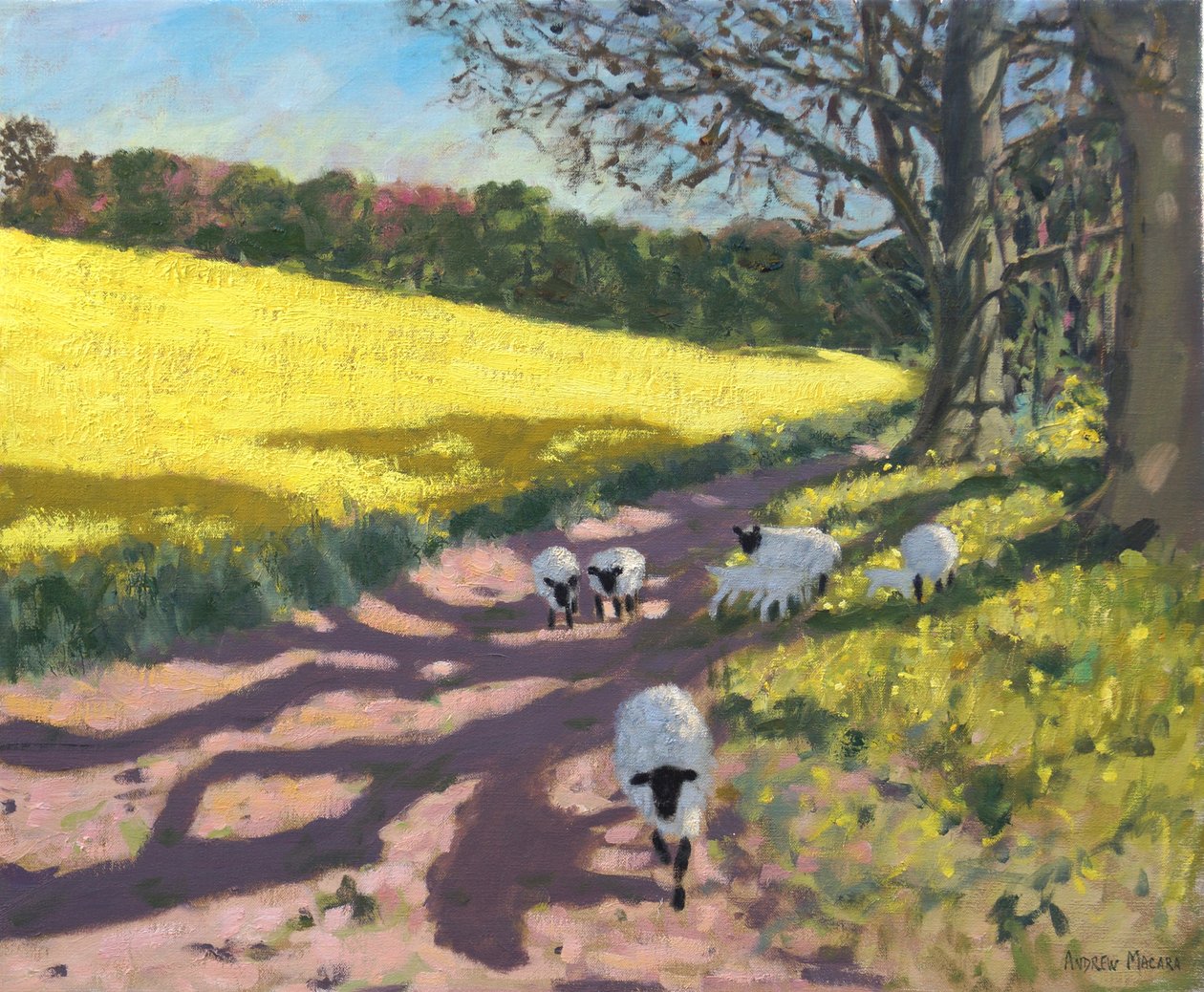 Ovejas y campo amarillo, 2017 de Andrew Macara