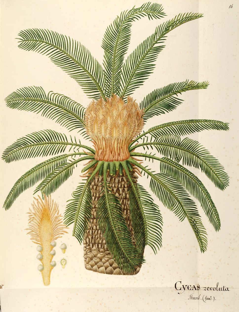 Palmera sagú (Cycas revoluta Thunb), Cycadaceae por Angela Rossi Bottione, acuarela de Angela Rossi Bottione