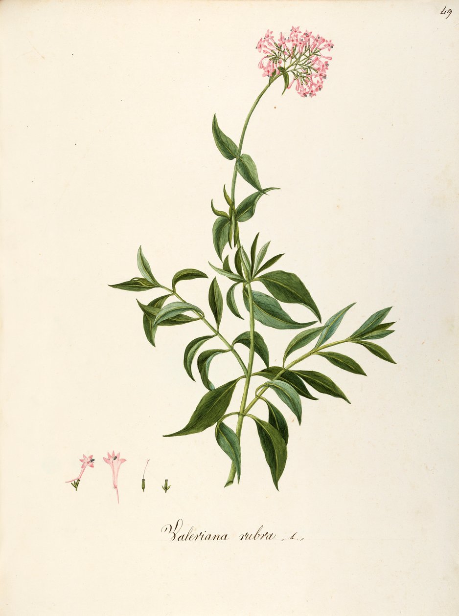 Valerianaceae, Valeriana roja (Centranthus ruber), Planta herbácea perenne para parterres o jardines rocosos, espontánea en Italia, por Angela Rossi Bottione y colaboradores, acuarela de Angela Rossi Bottione
