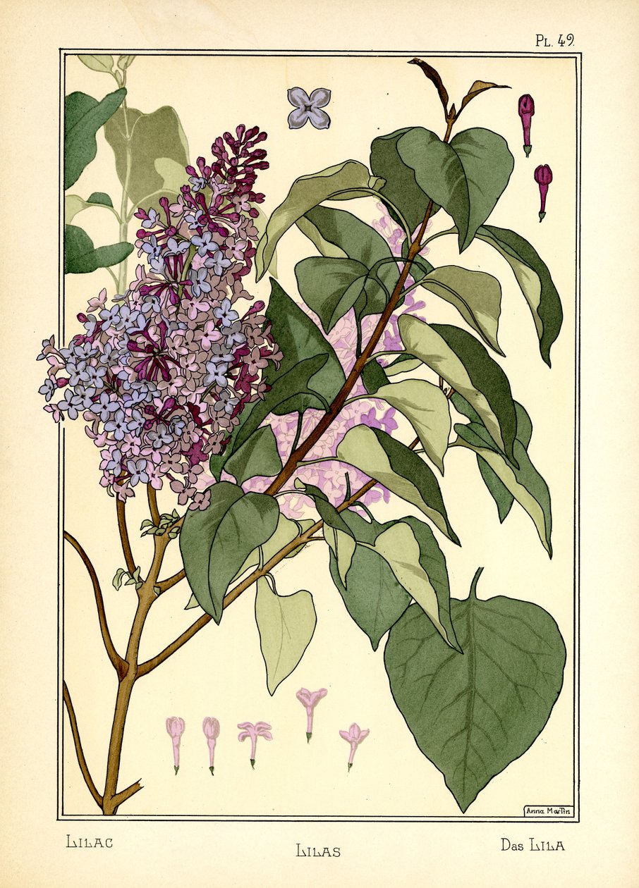 Las Lilas de Anna Martin