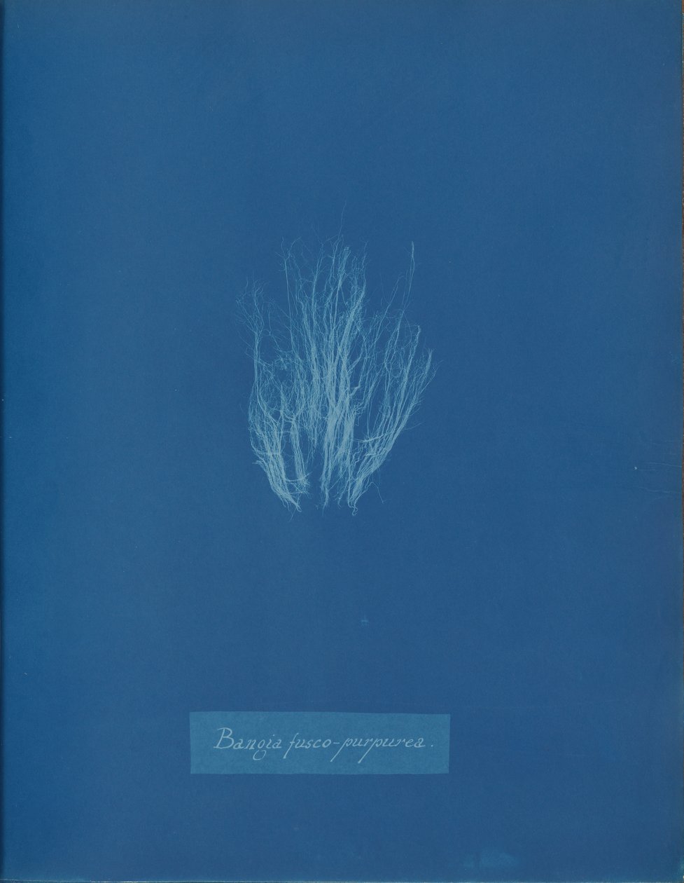 Bangia fusco-purpurea de Anna Atkins