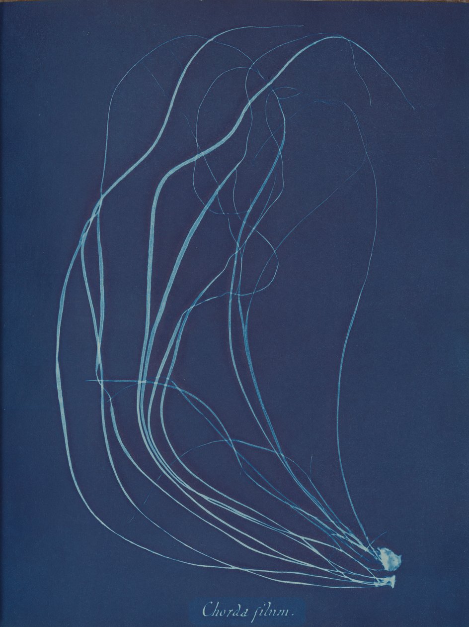 Chorda filum de Anna Atkins