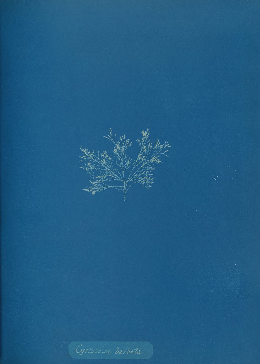 Cystoseira barbata, ca. 1853 de Anna Atkins