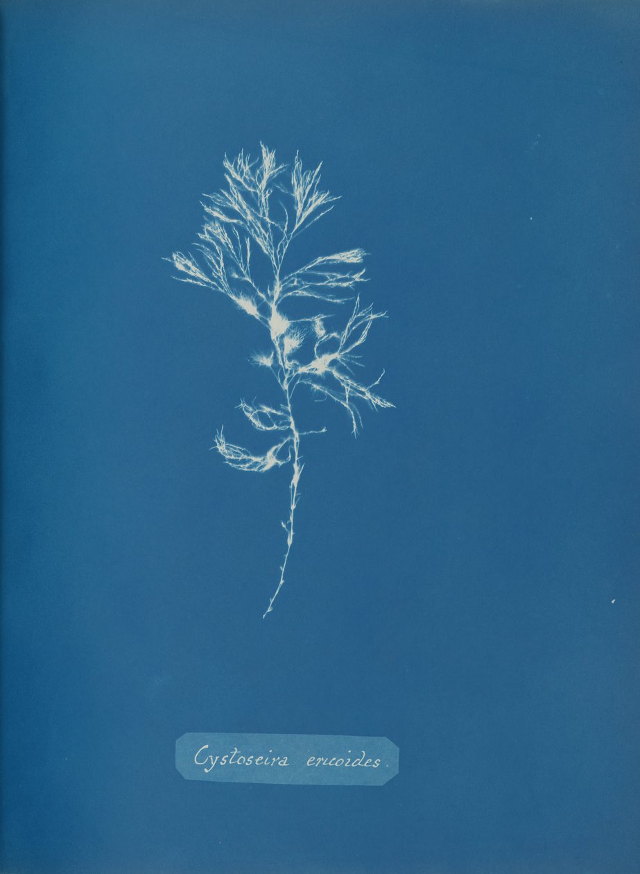 Cystoseira ericoides de Anna Atkins