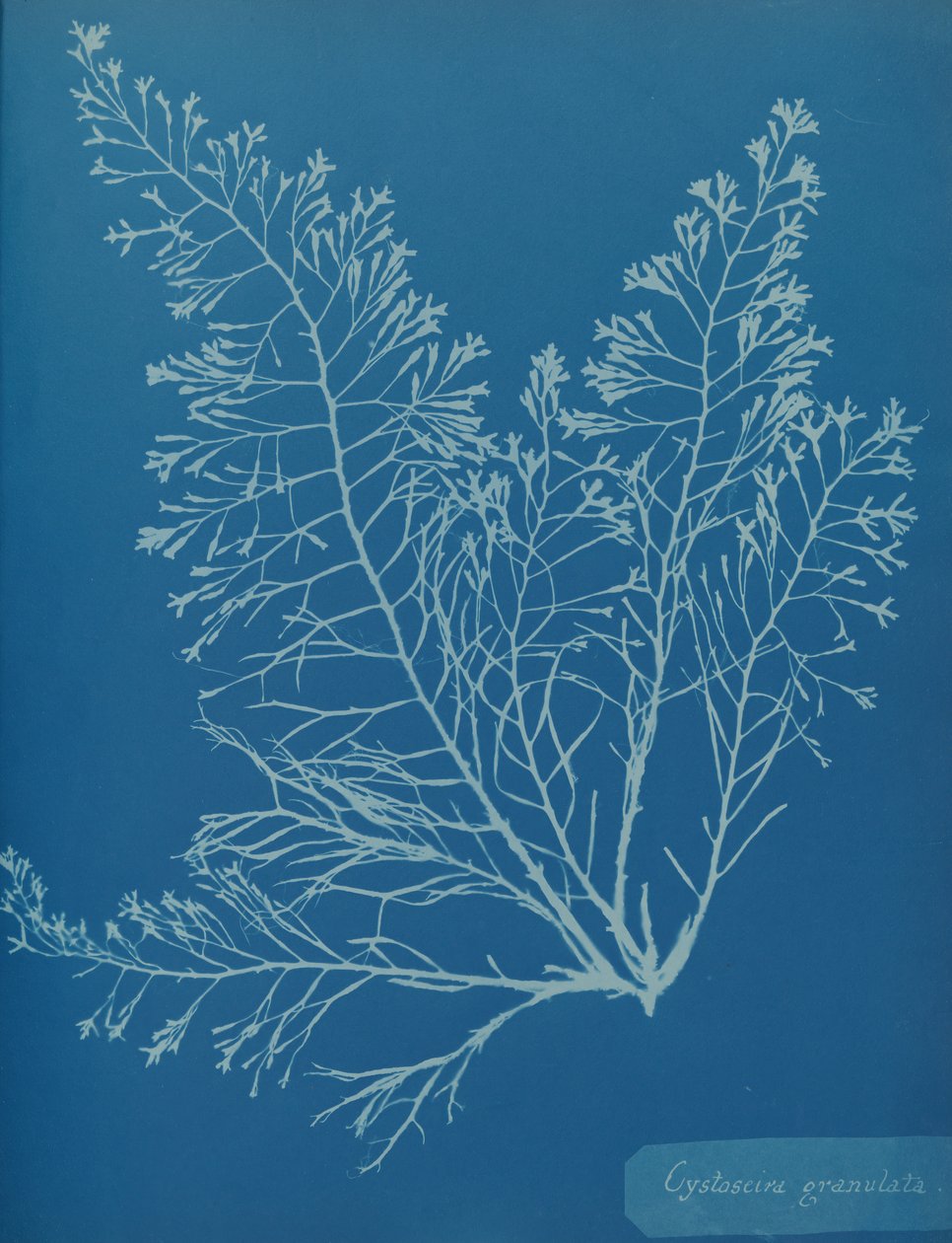 Cystoseira granulata de Anna Atkins