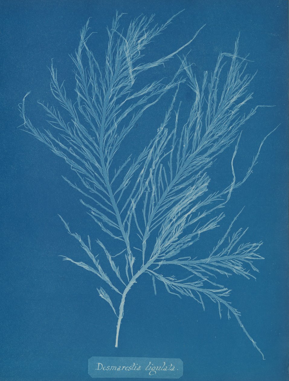 Desmarestia liqulata de Anna Atkins