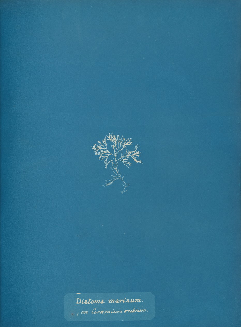 Diatoma marinum en Ceramium rubrum, ca. 1853 de Anna Atkins