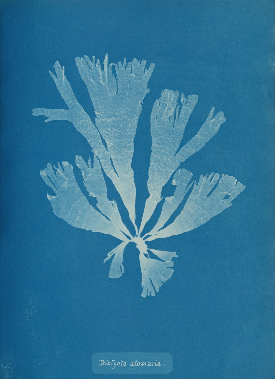 Dictyota atomaria, ca. 1853 de Anna Atkins
