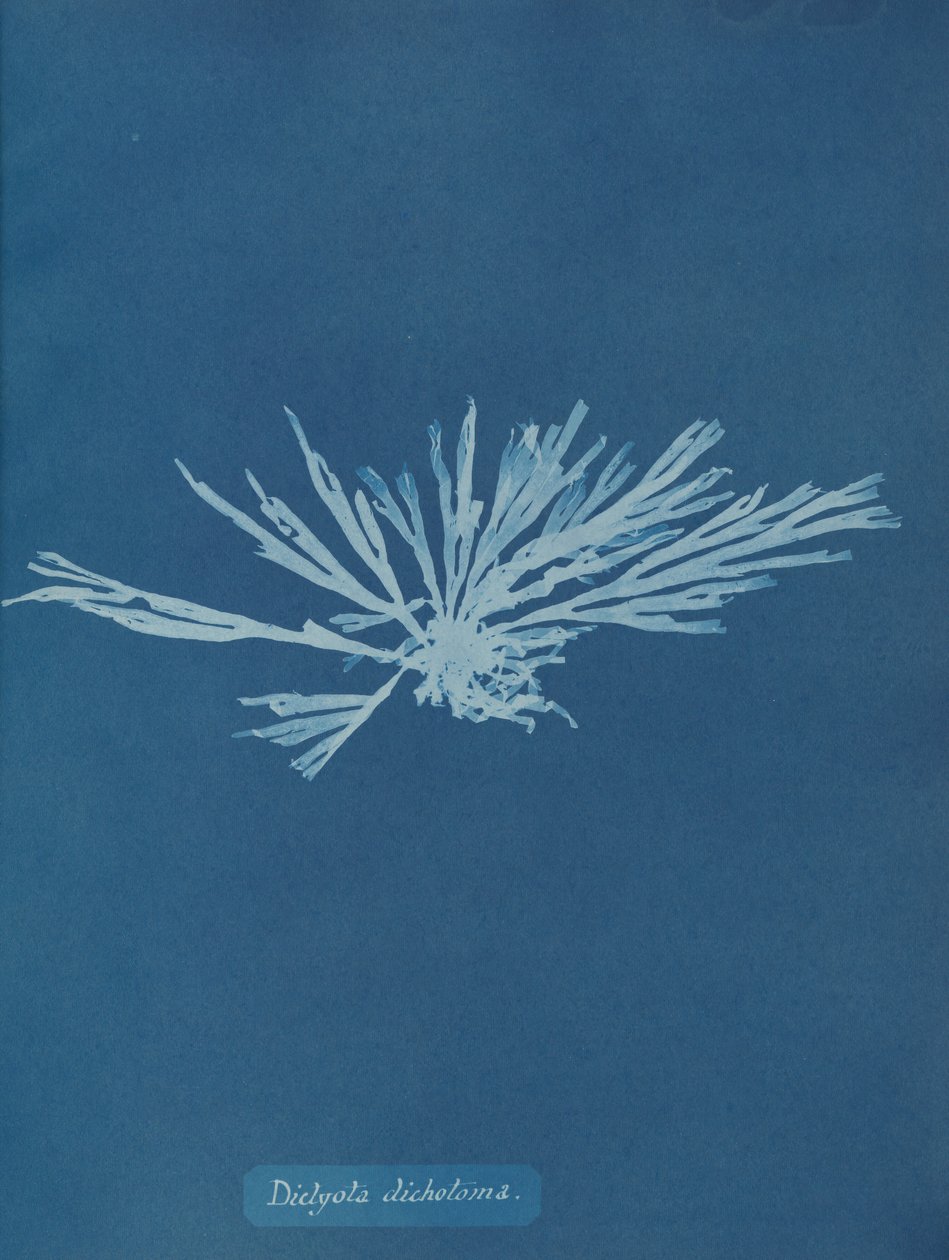 Dictyota dichotoma de Anna Atkins