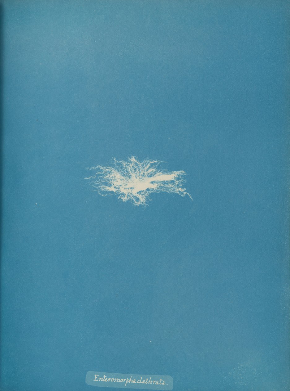 Enteromorpha clathrata, ca. 1853 de Anna Atkins