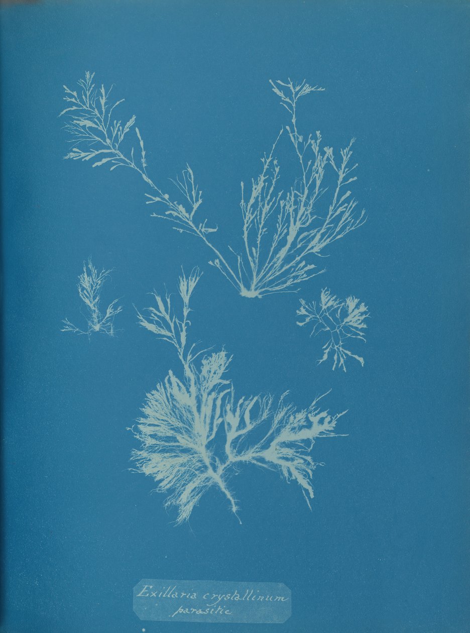 Exillaria crystallinum parasitaria de Anna Atkins