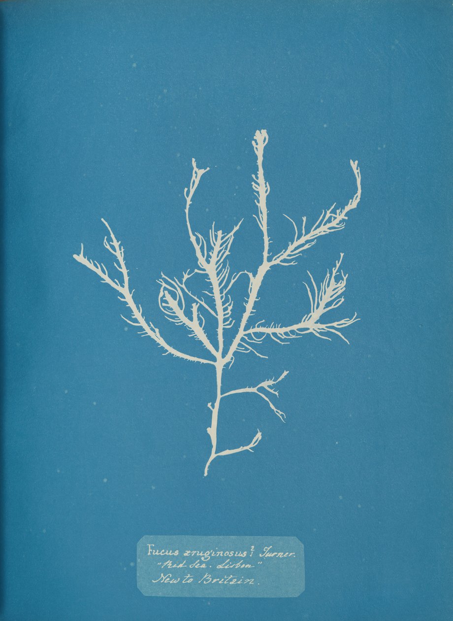 Fucus aeruginosus Turner. Mar Mediterráneo Sisbon Nuevo en Gran Bretaña, ca. 1853 de Anna Atkins