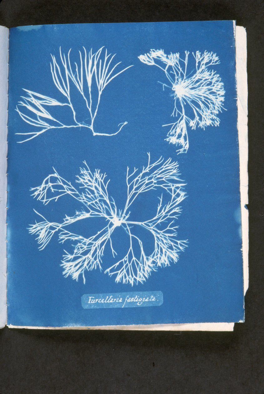 Furcelleria fastigiata, de 