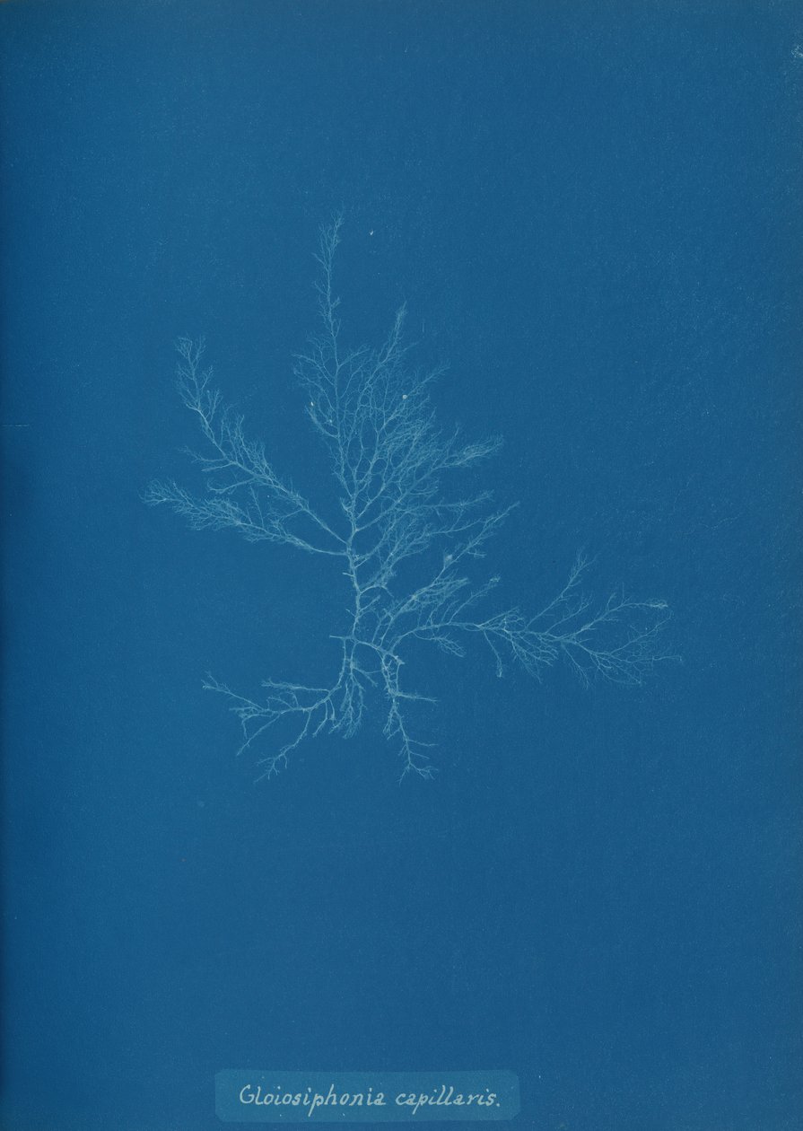 Gloisiphonia capillaris, ca. 1853 de Anna Atkins