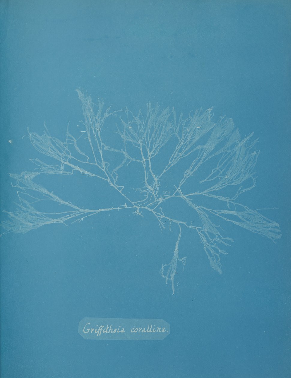 Griffithsia corallina, ca. 1853 de Anna Atkins