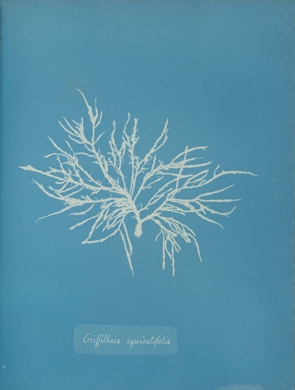 Griffithsia equisetifolia de Anna Atkins