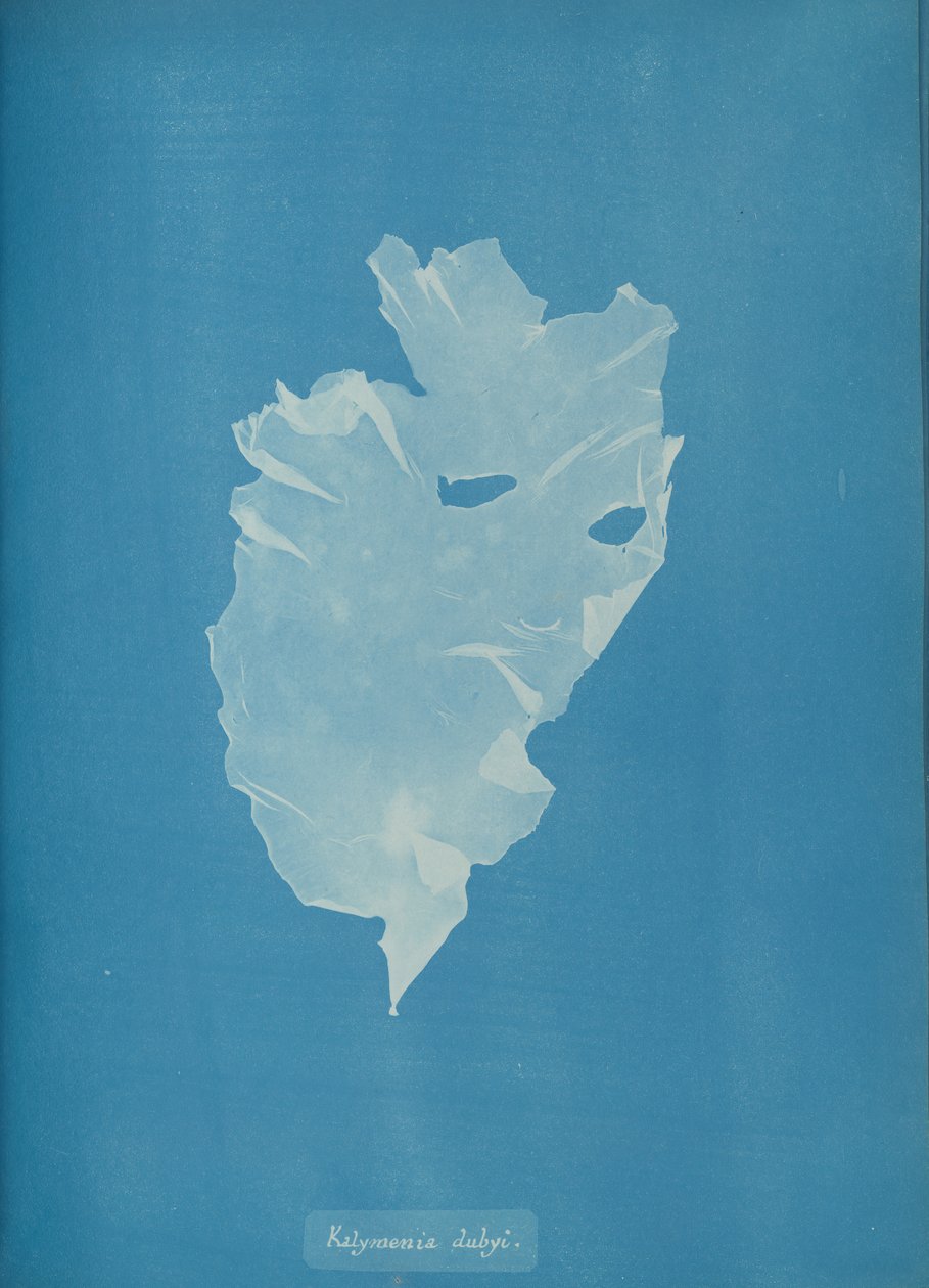 Kalymenia dubyi, ca. 1853 de Anna Atkins