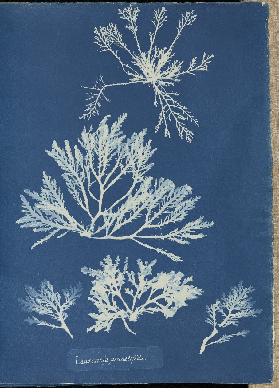 Laurencia pinnatifida de Anna Atkins