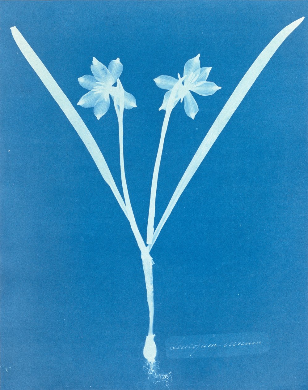 Leucojam Varium por Anna Atkins de Anna Atkins