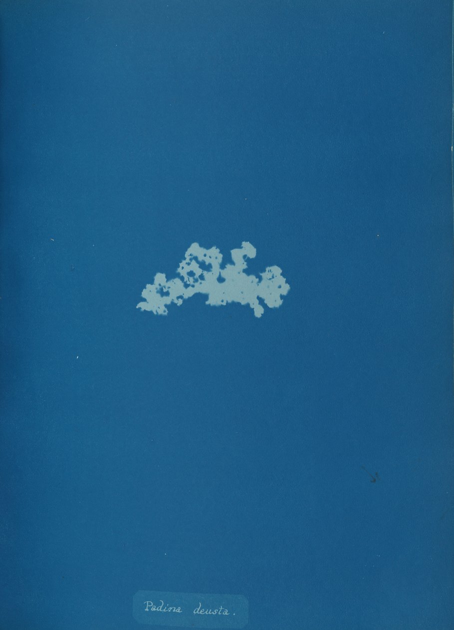 Padina deusta, ca. 1853 de Anna Atkins