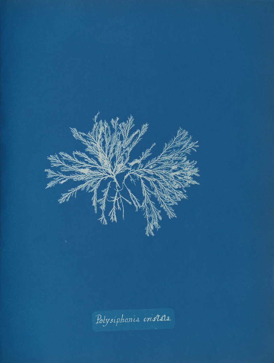 Polysiphonia cristata, ca. 1853 de Anna Atkins