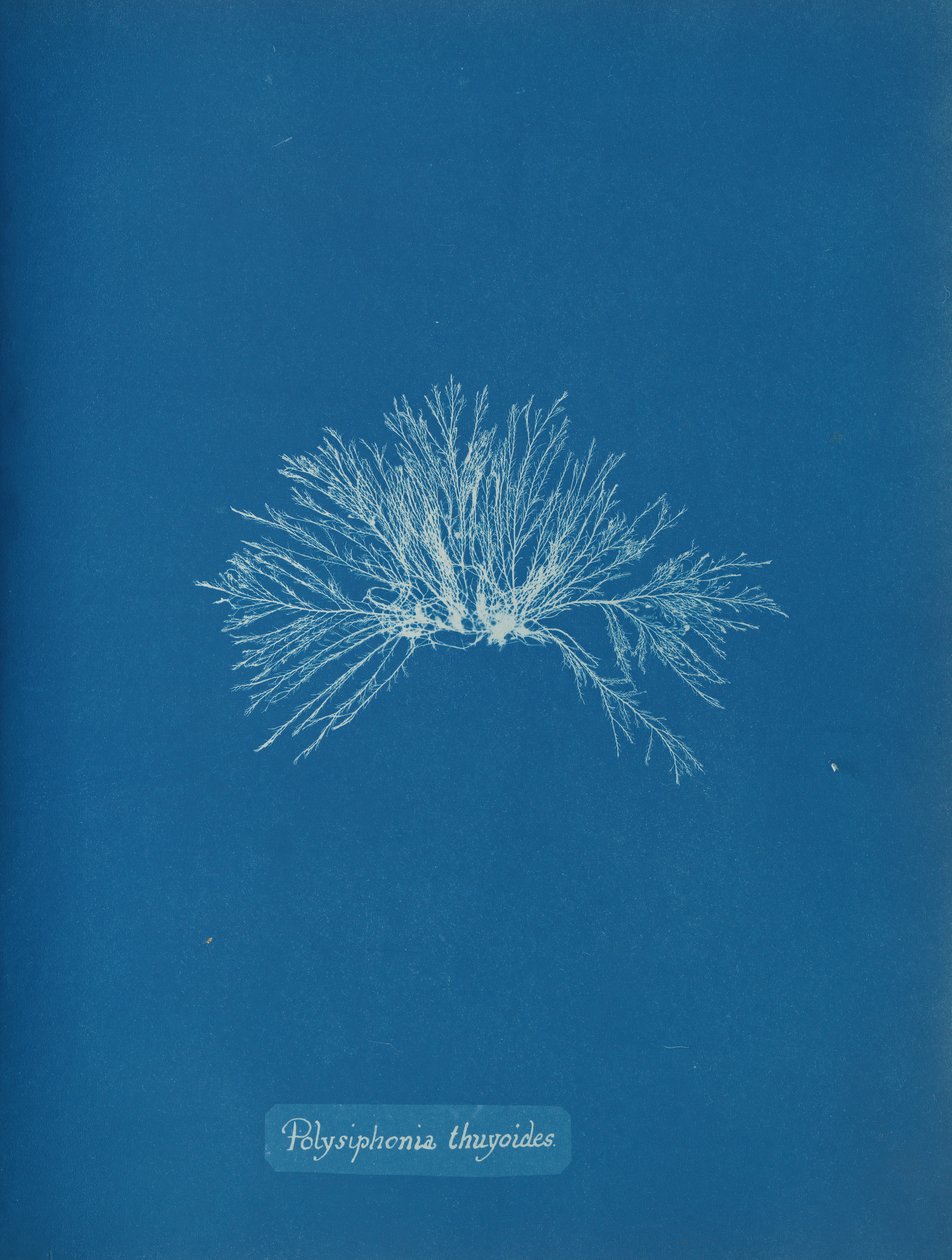 Polysiphonia thuyoides, ca. 1853 de Anna Atkins