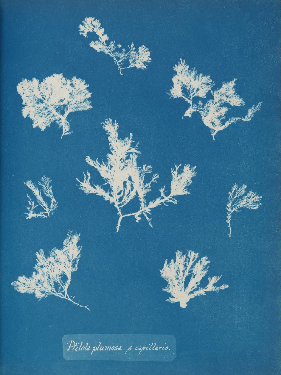 Ptilota plumosa de Anna Atkins