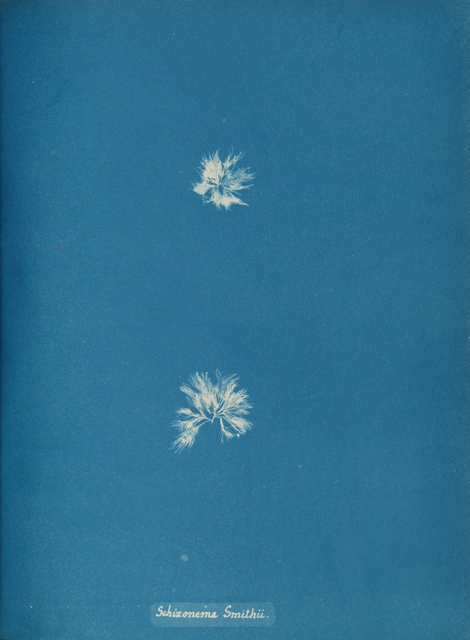 Schizonema Smithii, ca. 1853 de Anna Atkins