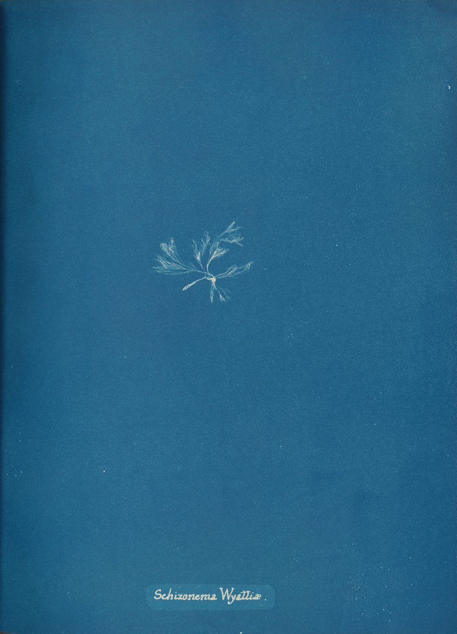 Schizonema Wyattiæ, ca. 1853 de Anna Atkins