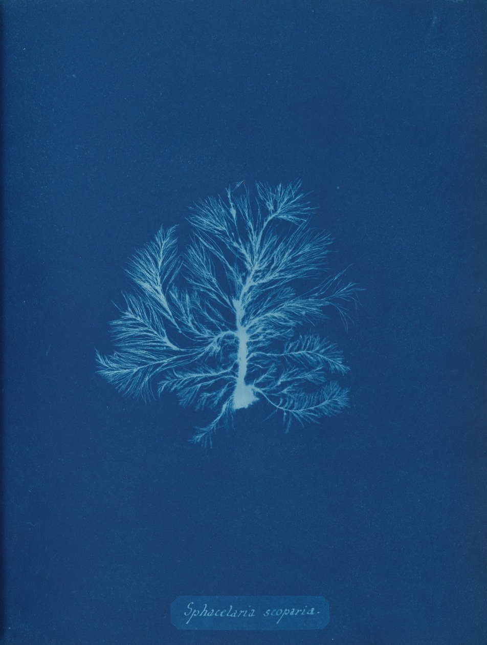 Sphacelaria scoparia, ca. 1853 de Anna Atkins