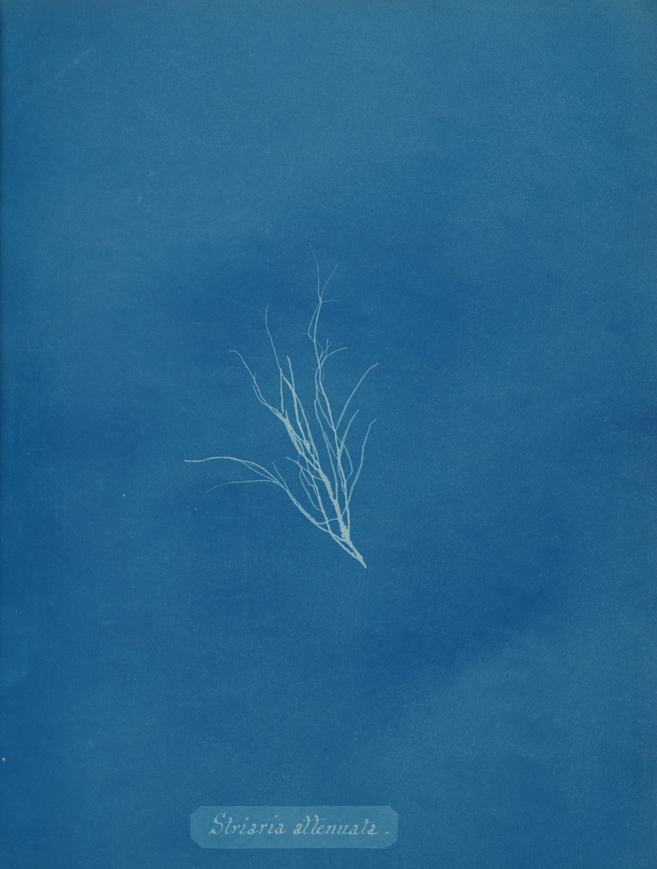 Striaria attenuata, ca. 1853 de Anna Atkins