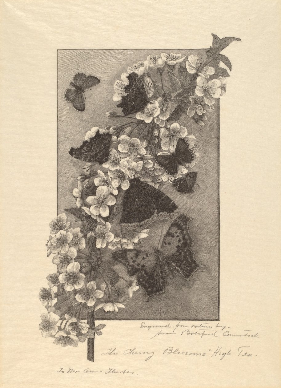 Los cerezos en flor - Té de la tarde de Anna Botsford Comstock