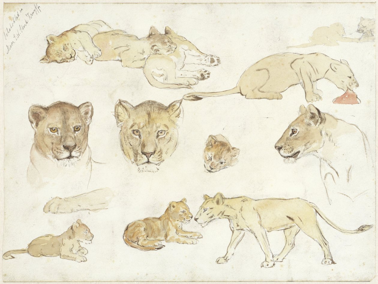 Estudios de los leones de Anna Maria Kruijff
